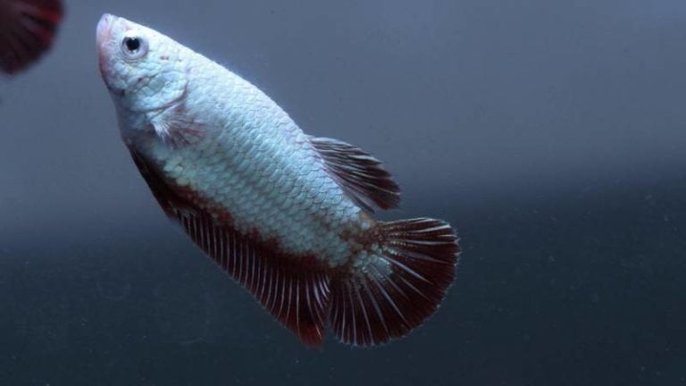 Do Betta Fish Change Color: 4 Most Common Reasons