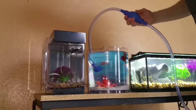 You should regularly do water changes on the betta aquarium tank