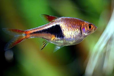 Harlequin Rasboras have a peaceful temperament, your Betta will have no problems living with them