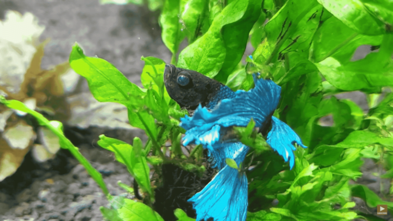 Healthy Betta Fish Vs Unhealthy