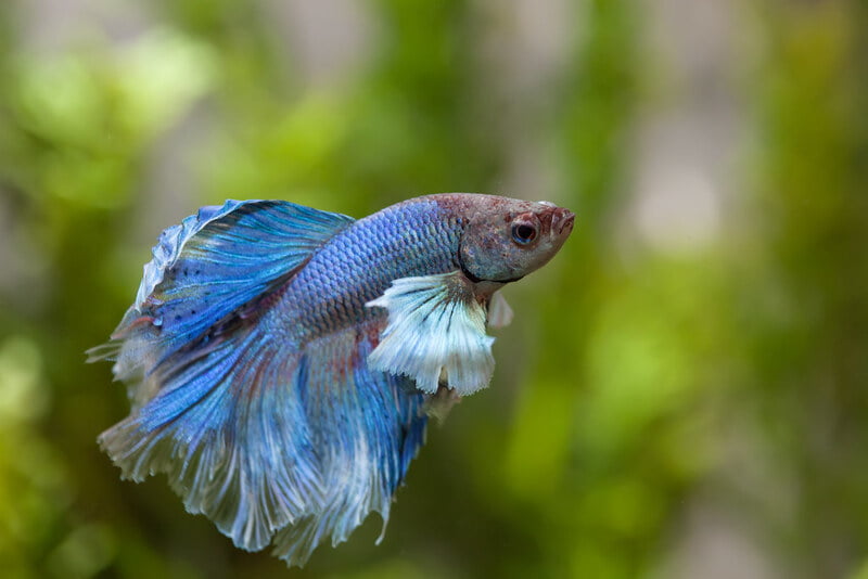 How can temperature affect betta fish