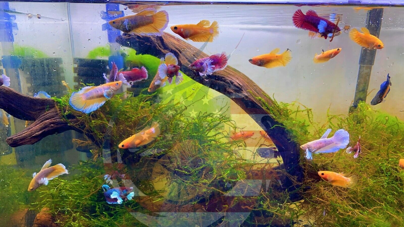 How Many Betta Fish In A 10 Gallon Tank: Useful Guide