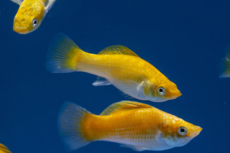 How to identify a pregnant molly fish