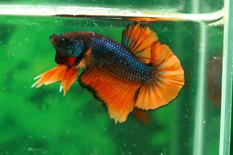 11 Best Place To Buy Betta Fish Online Basic Tricks