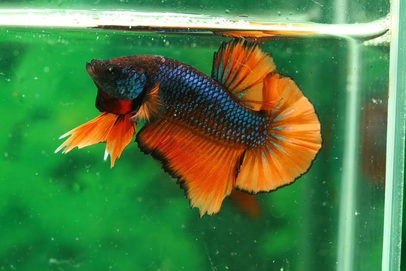 How to take care of your betta fish