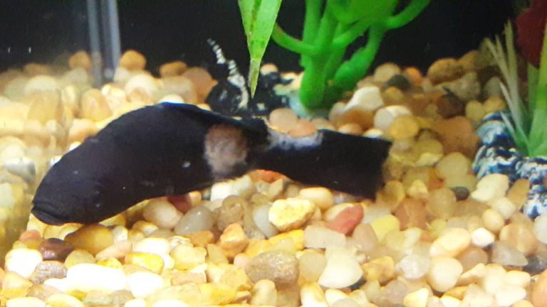 How To Tell If A Molly Fish Is Dying And Ways To Save Them