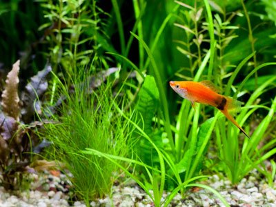 It is better for your pregnant swordtail fish when adding more plants to the tank