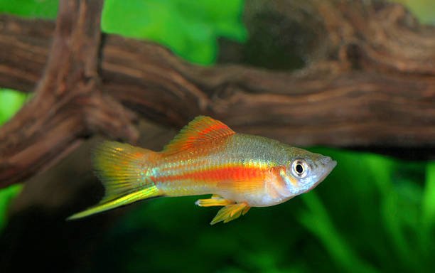 Male swordtails have an elongated tail fin that shapes like a sword