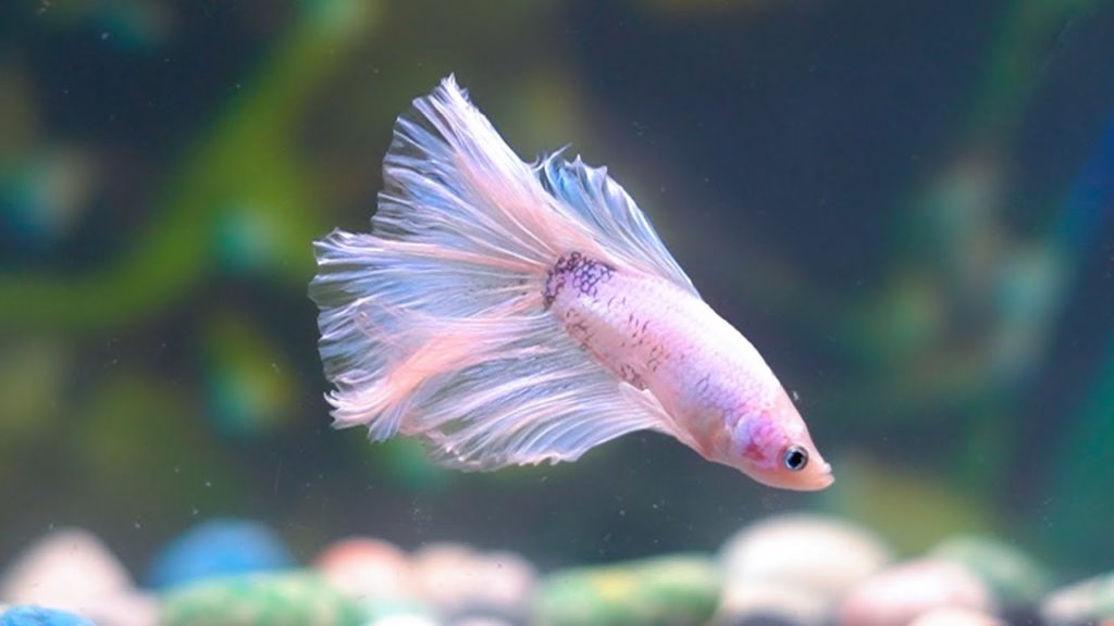The surrounding will affect the color of Betta fish