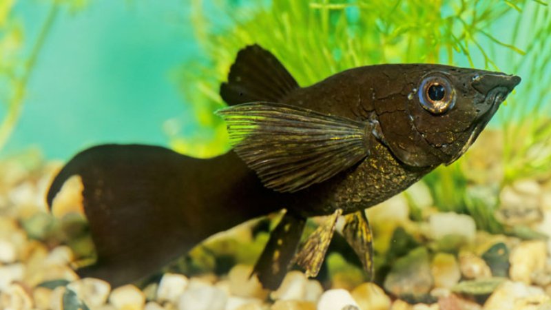 Review: Top 10 Most Common Molly Fish Diseases & Prevention Tips
