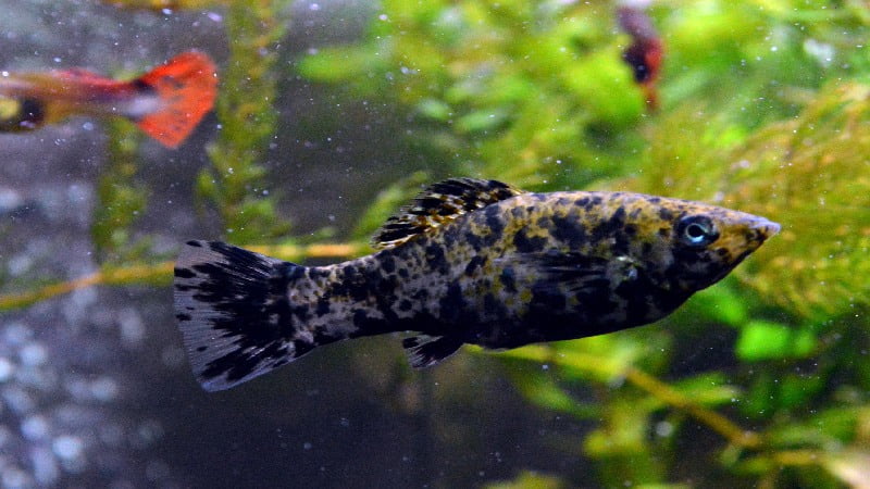 What Molly Fish Eggs Look Like: Do You Know This Before?