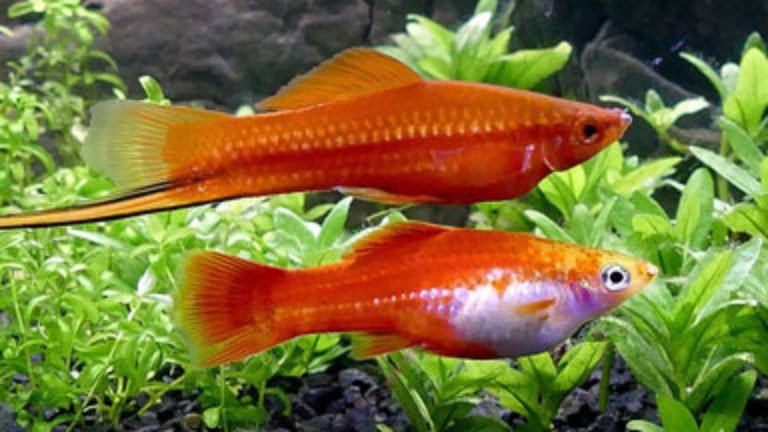 3 Interesting Facts You Should Know About Pregnant Swordtail Fish