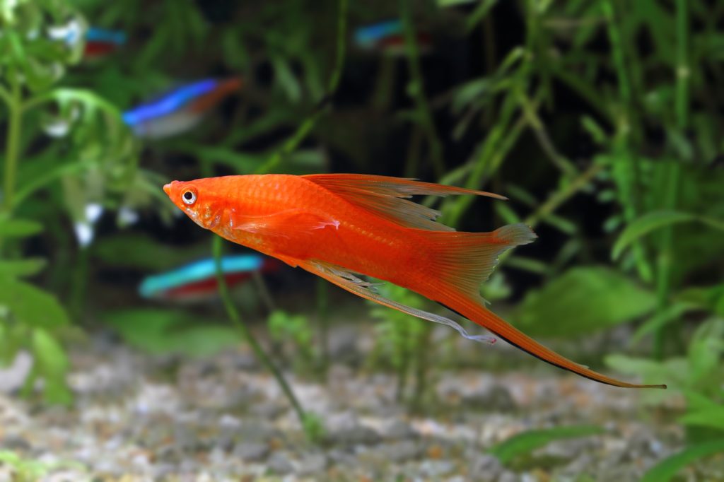 Rest your pregnant swordtail in a separate tank for 24 to 48 hours