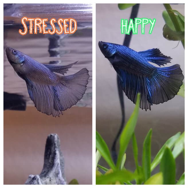 The Betta fish change color because of stress