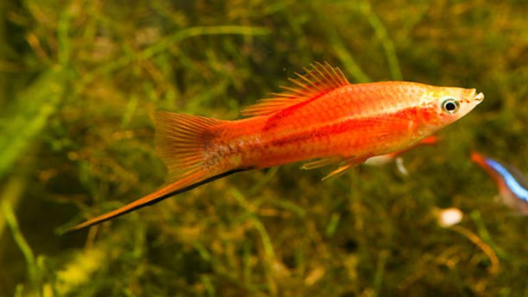 How To Identify Swordtail Fish Male And Female – Are The Females Aggressive?