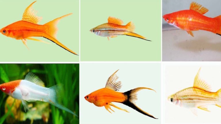 Top 10 Amazing Swordtail Fish Types