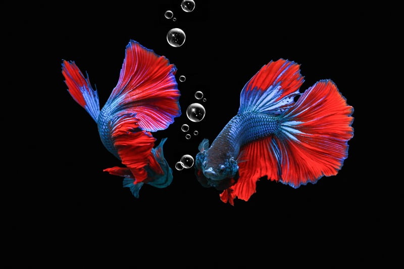 The best place to buy betta fish online