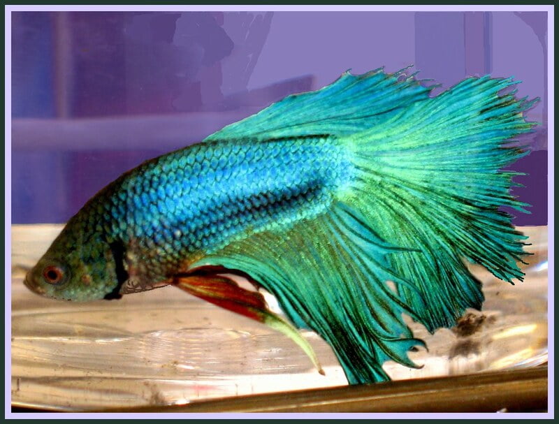 The Consolidated Fish Farms is a reliable place to buy betta fish online