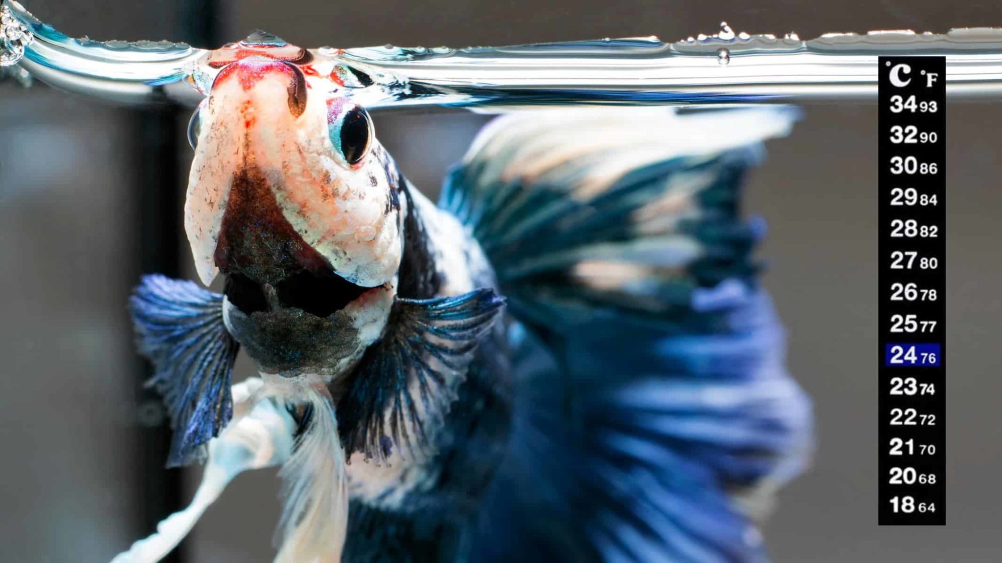 Betta Fish Staying At Top Of Tank 5 Reasons & 6 Solutions