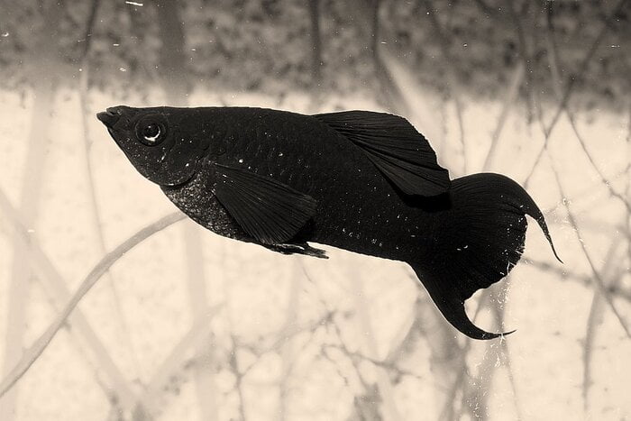 What you should know when breeding a molly fish