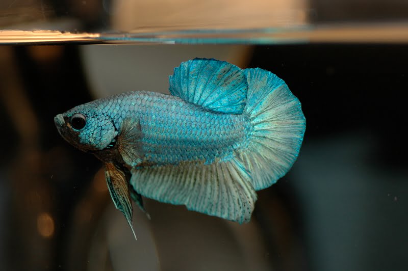 Why betta fish is not moving