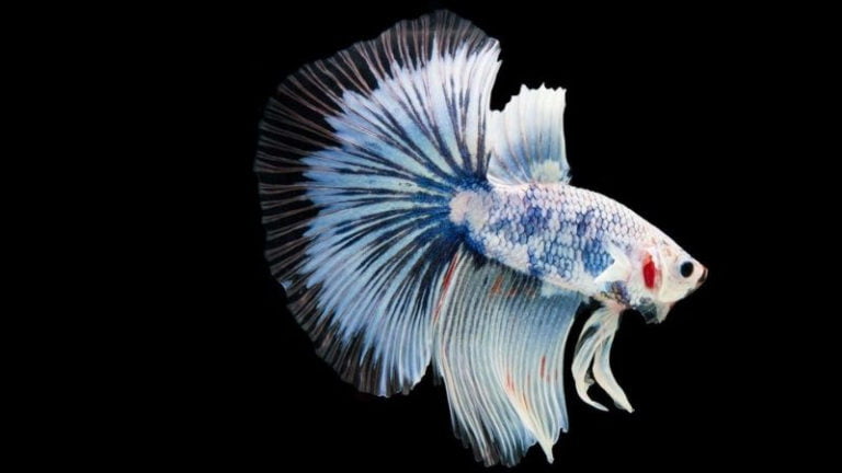 Why Is My Betta Fish Turning White Or Losing Color? (How To Cure)