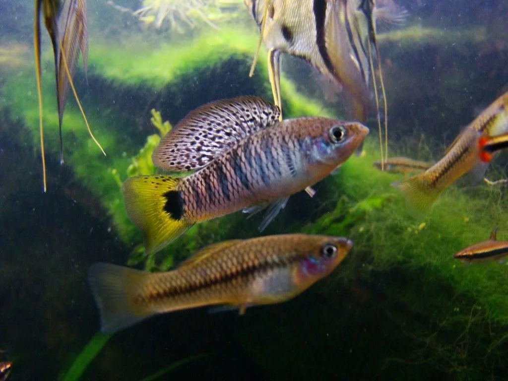 Xiphophorus birchmanni
