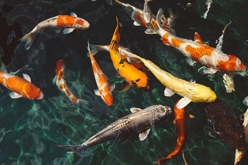 You can find different types of fish in King Koi & Goldfish