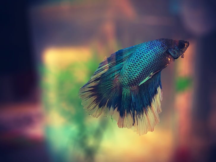 You need to care for your betta fish's mental health