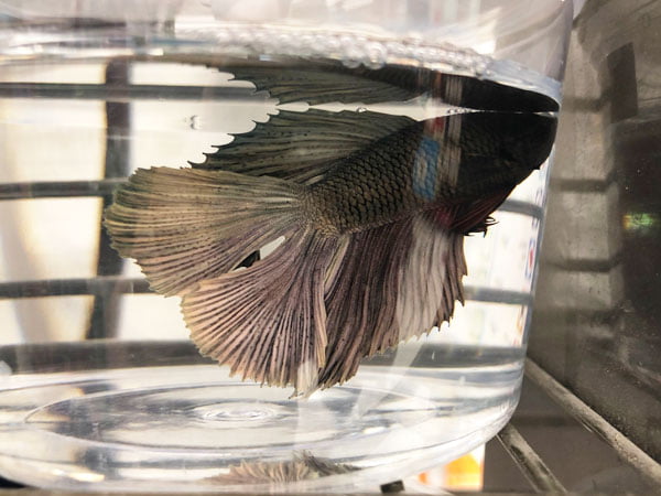 Your betta fish is suffering from oxygen deficiency if you often find them at the top