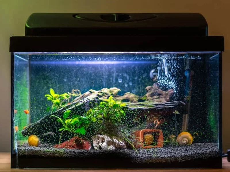 10 gallons fish tank is suitable for gold gardneri killifish
