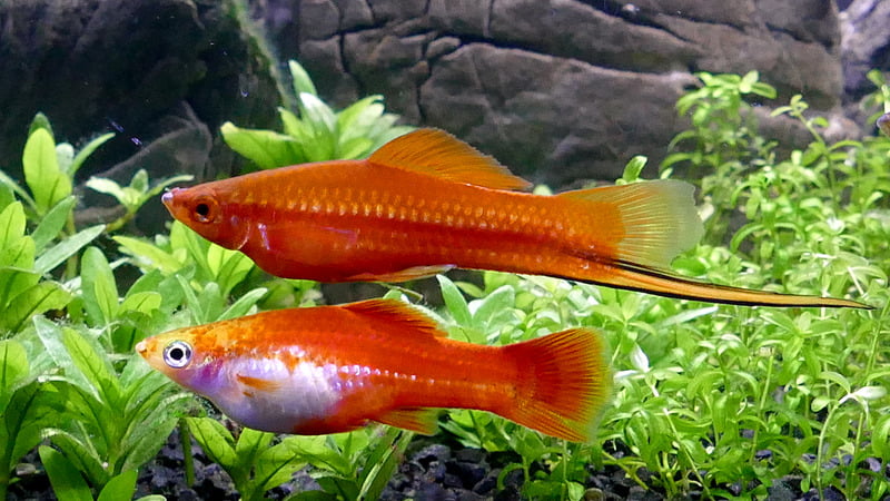 A pair of male and female swordtails