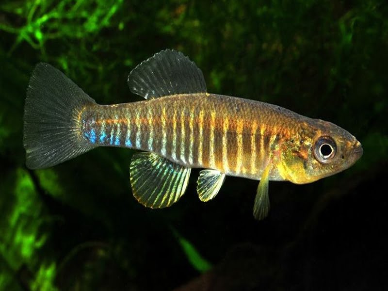 A banded killifish may survive in water for more than two years