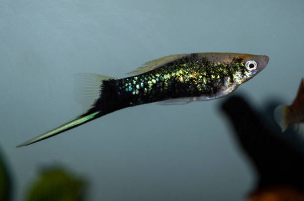A black swordtail with sharp tail fin