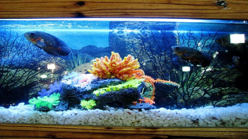 A fish tank model