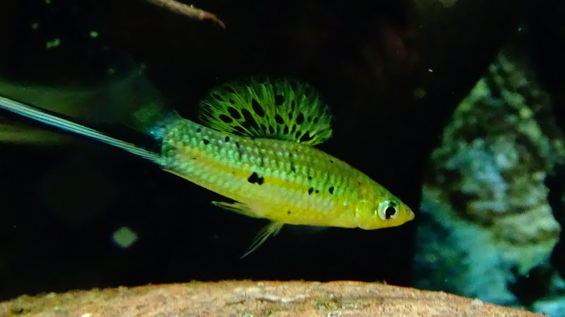 A green swordtail chilling on its own 