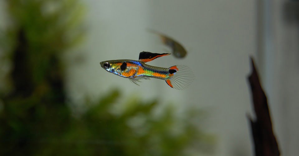 A male guppy with obvious gonopodium