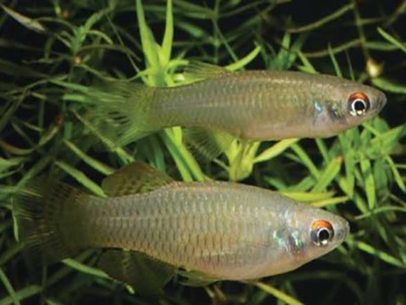 A pair of lampeye killifish