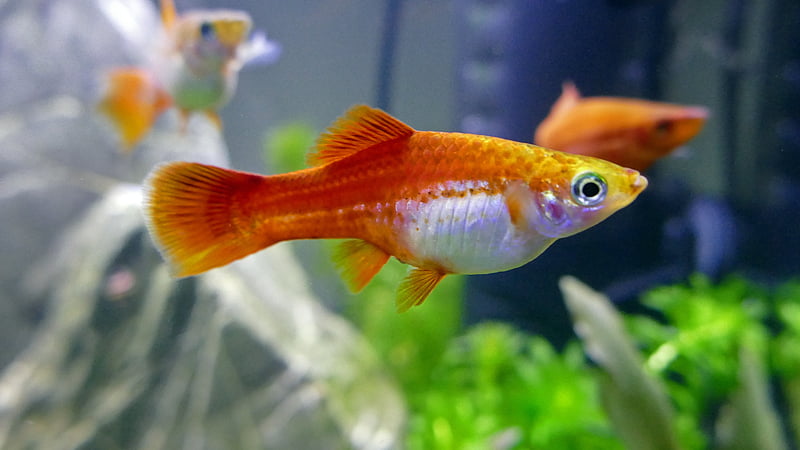 A pregnant female swordtail with swollen belly