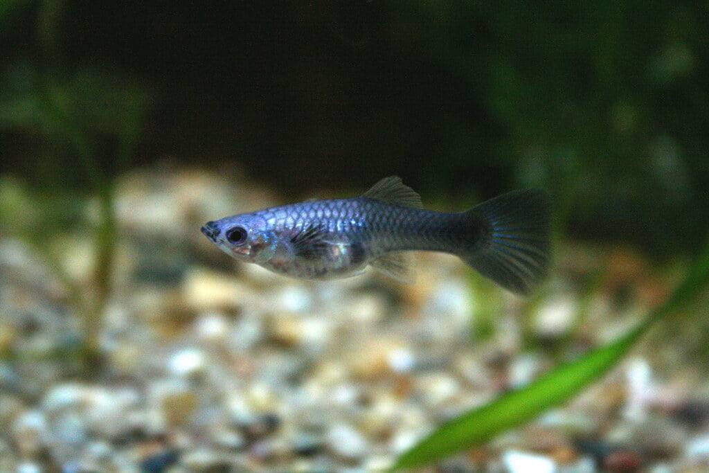 A pregnant guppy with visible womb