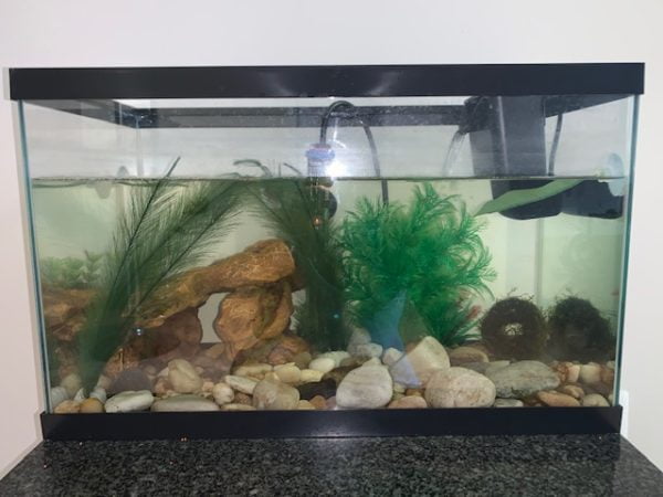 A standard fish tank