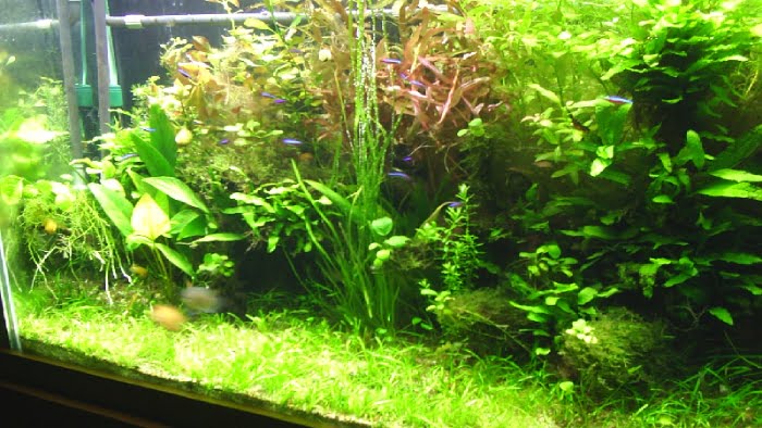A tank for killifish
