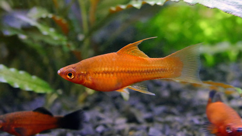 A young lyretail female swordtail