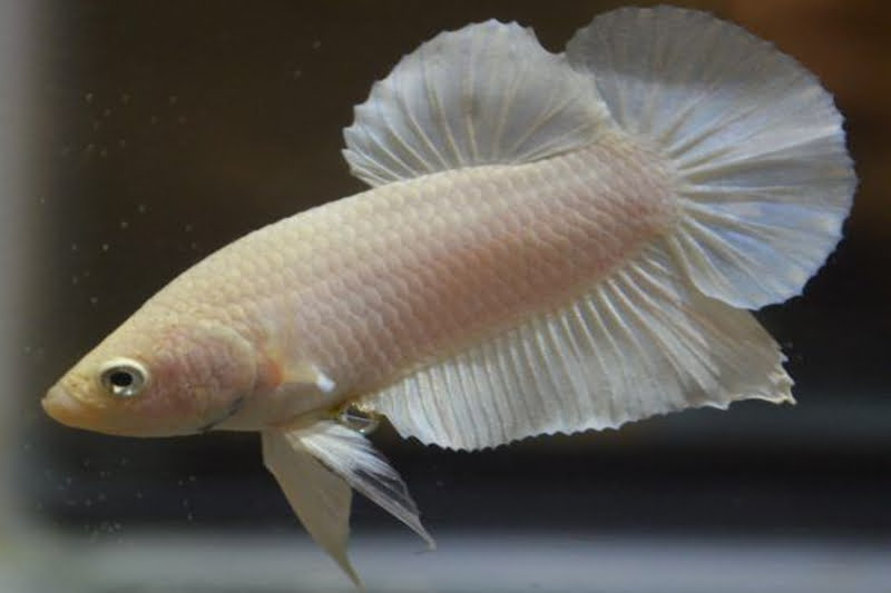 Albino Female Betta