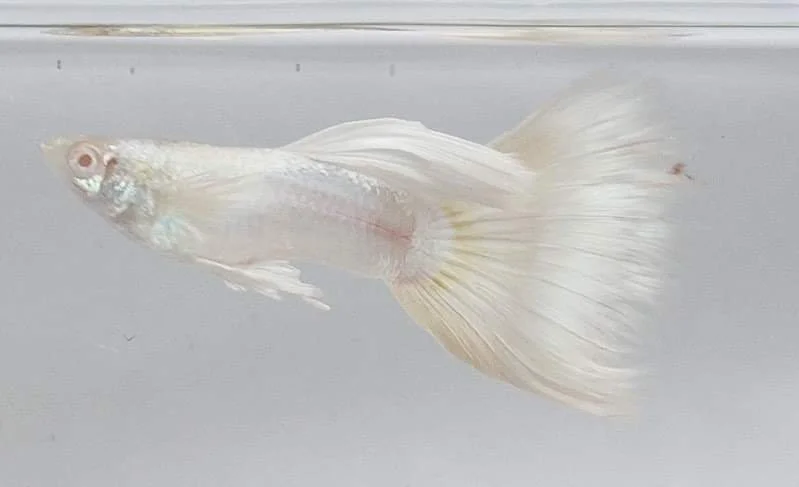 Albino guppy