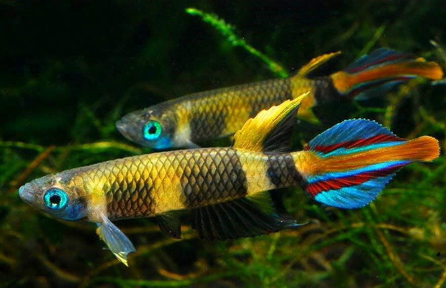 Amazing facts about clown killifish