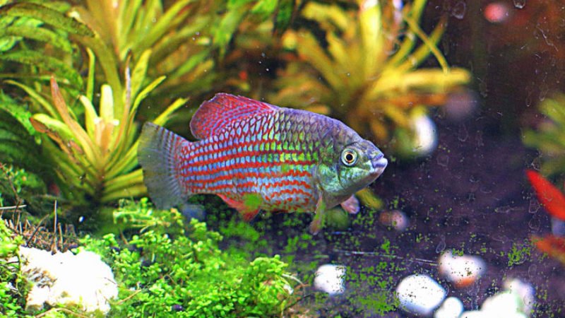 American Flagfish is the common name of Jordanella floridae. 