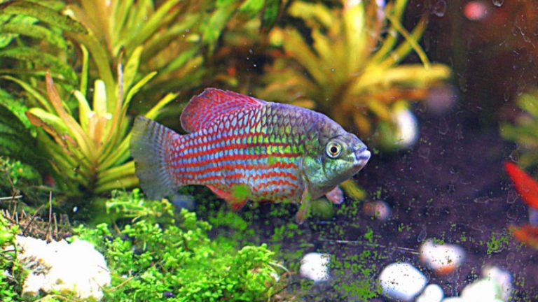 Top 7 Useful Information About American Flagfish Killifish You Can't Miss
