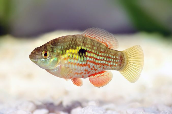 American Flagfish Killifish behavior