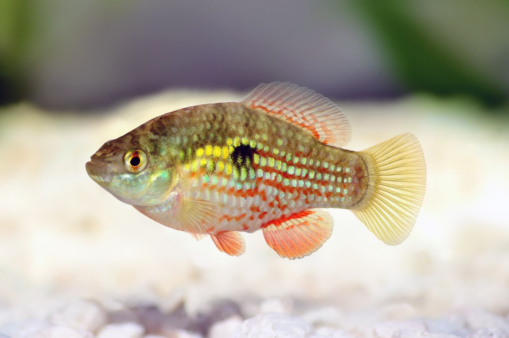 Top 7 Useful Information About American Flagfish Killifish
